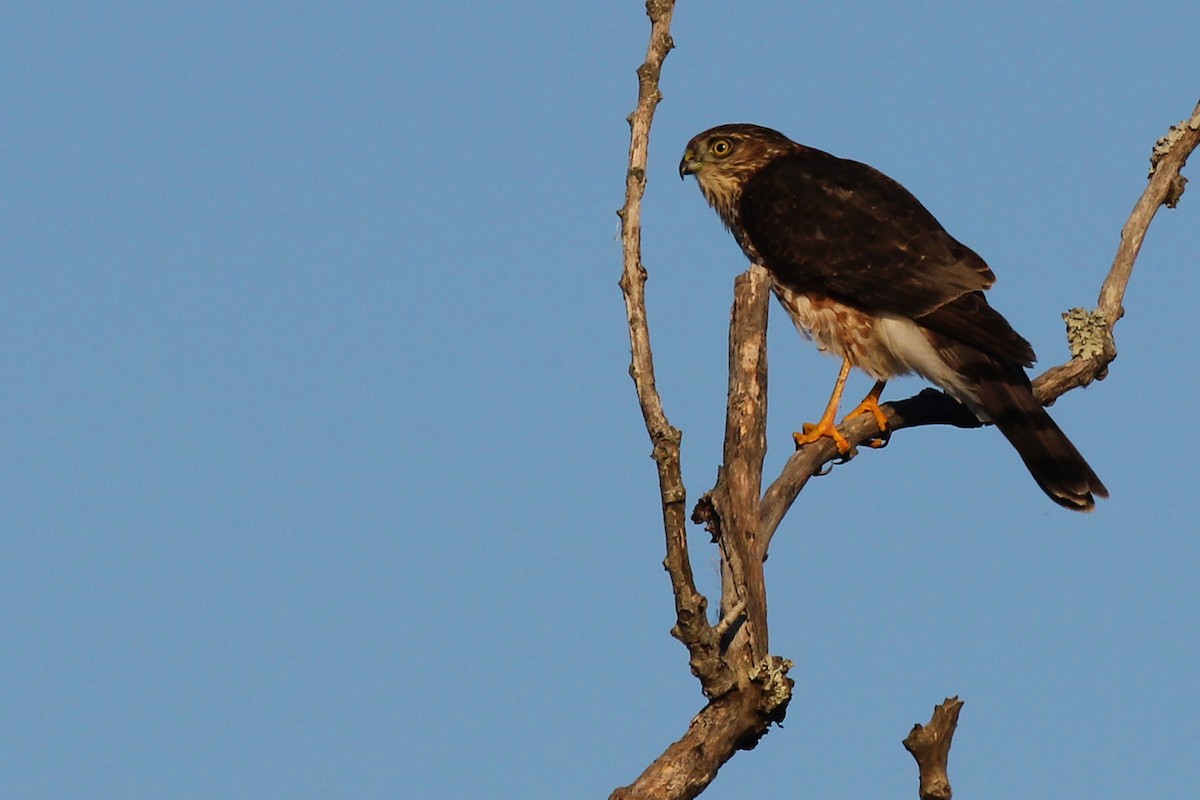 Sharp-shinned Hawk - Rob Bielawski