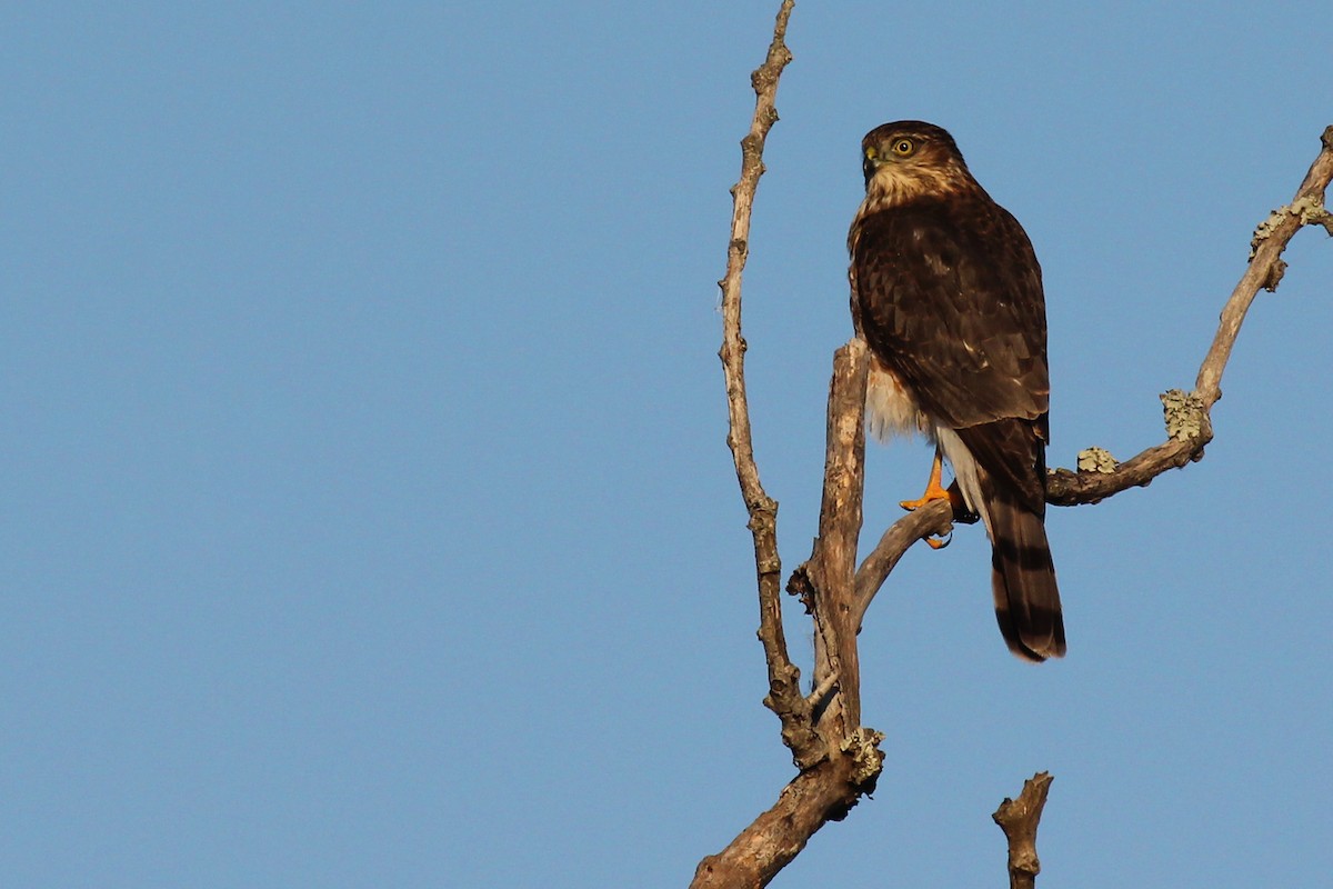 Sharp-shinned Hawk - Rob Bielawski