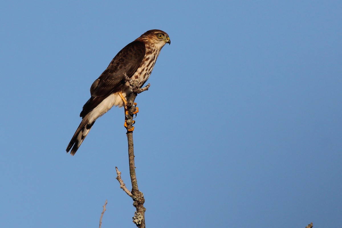 Sharp-shinned Hawk - ML72843301