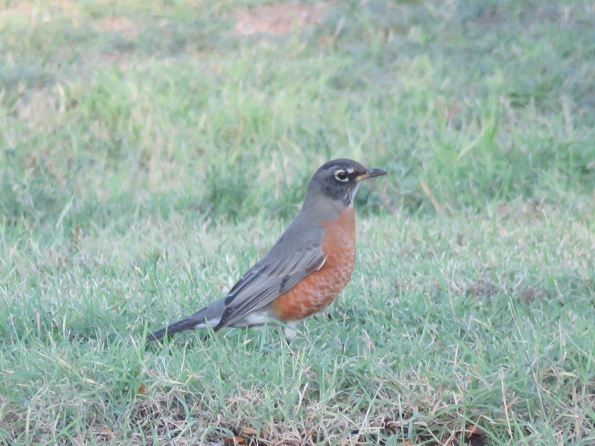 American Robin - ML72843451