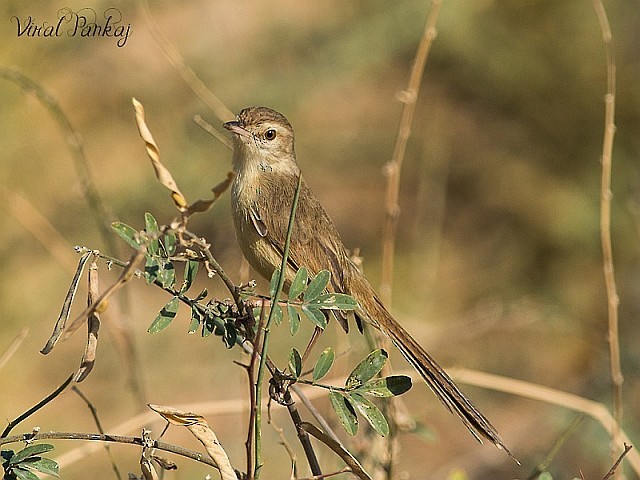 Prinia simple - ML728438