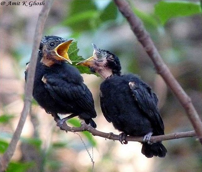 Black Drongo - ML728439