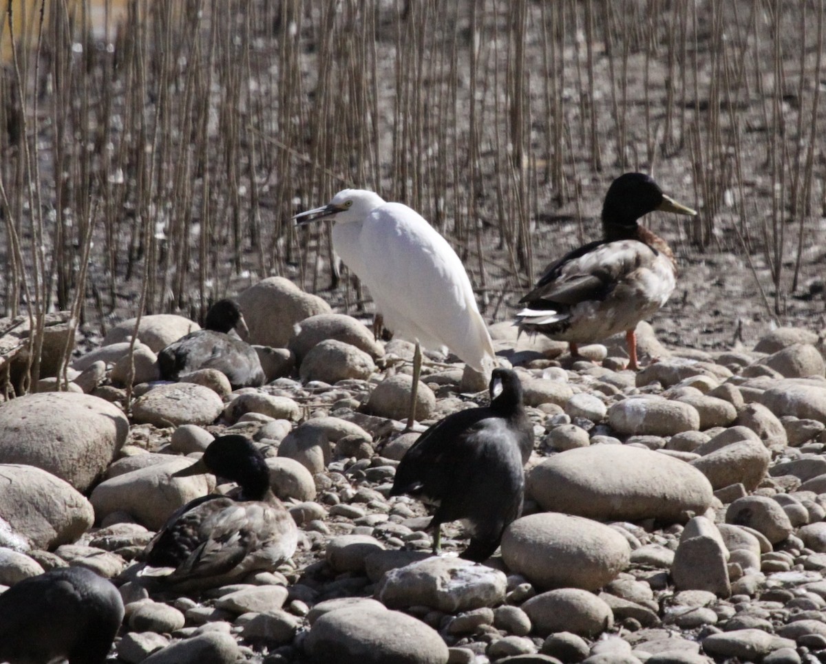 Aigrette neigeuse - ML72844611