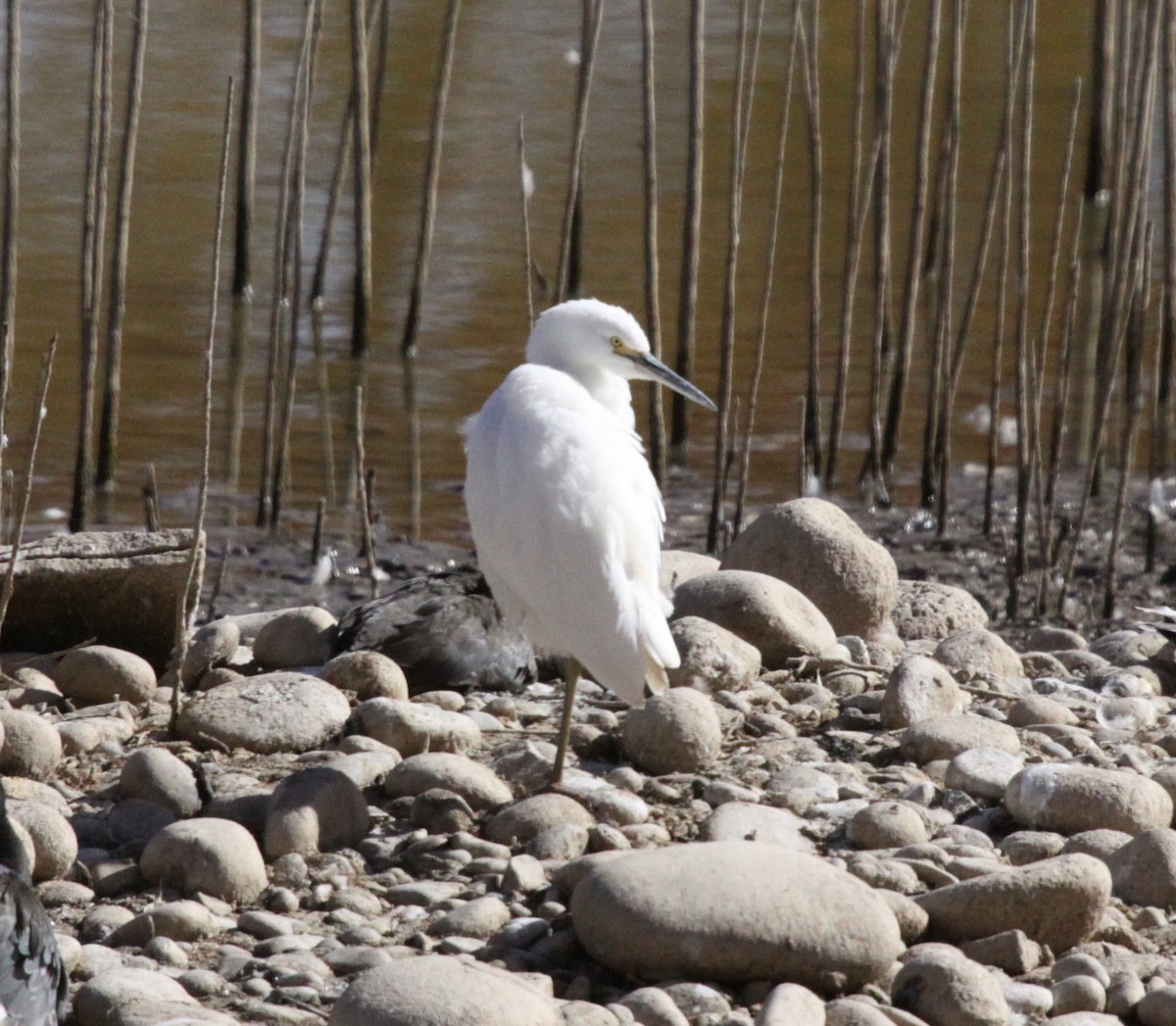 Aigrette neigeuse - ML72844621