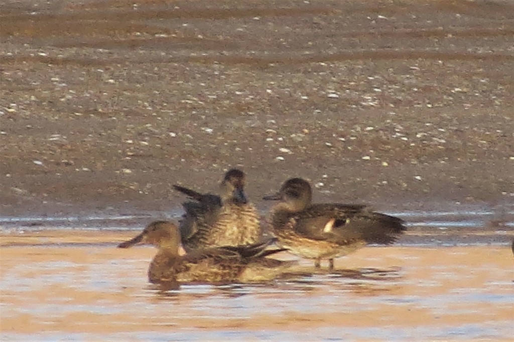 Blue-winged Teal - Mujeres Con Alas