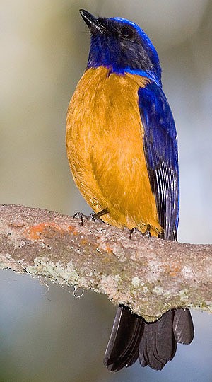 Rufous-vented Niltava - ML728468