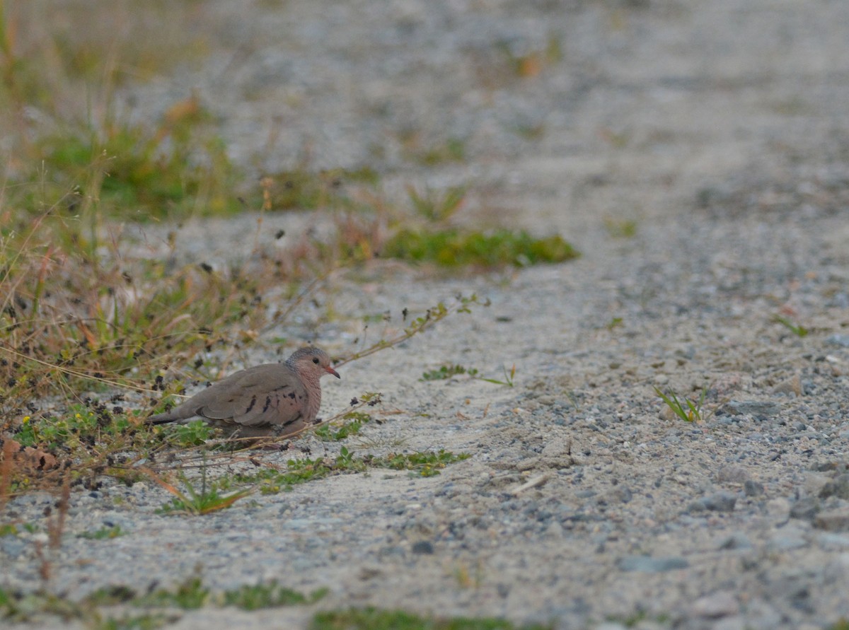 Common Ground Dove - ML72847531