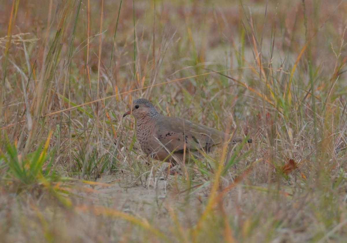 Common Ground Dove - ML72847591