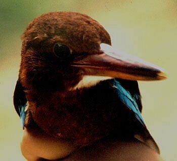 Brown-breasted Kingfisher - ML728476