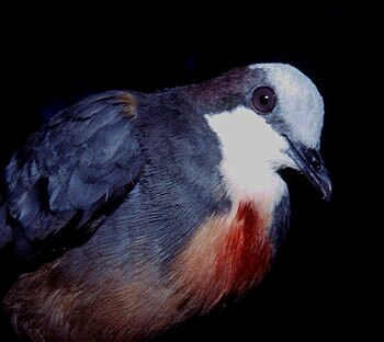 Luzon Bleeding-heart - Bob Natural