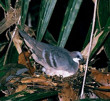 Luzon Bleeding-heart - ML728486