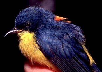 Orange-bellied Flowerpecker - ML728495