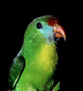 Filipin Cennet Papağanı - ML728505