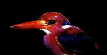 Philippine Dwarf-Kingfisher - ML728506