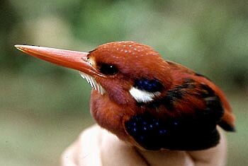 Philippine Dwarf-Kingfisher - Bob Natural