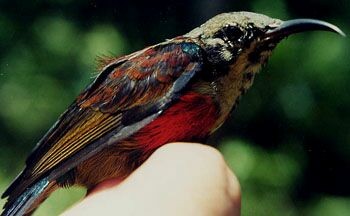 Purple-throated Sunbird (Purple-throated) - ML728515