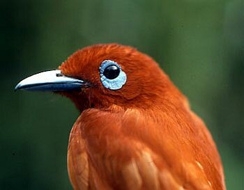 Rufous Paradise-Flycatcher (Northern) - Bob Natural