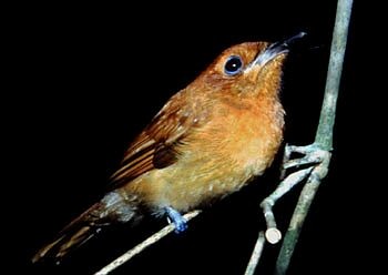 Rufous Paradise-Flycatcher (Northern) - Bob Natural