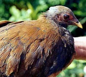 Philippine Megapode - ML728524