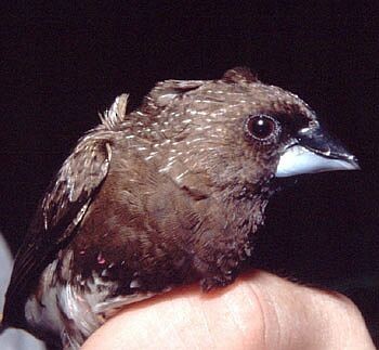 White-bellied Munia - ML728525