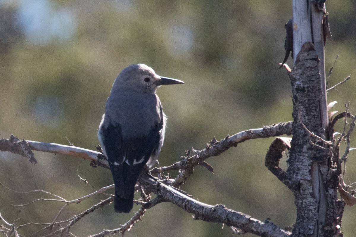 Clark's Nutcracker - ML72853081