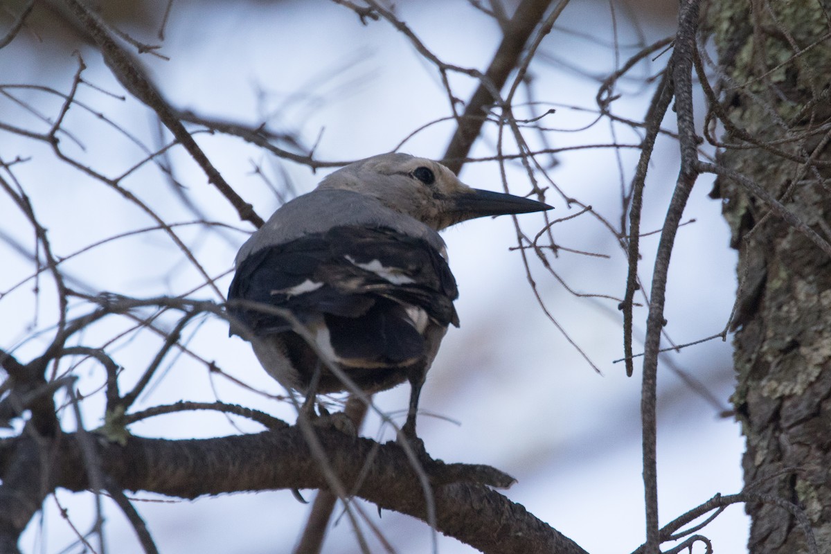 Clark's Nutcracker - ML72853171