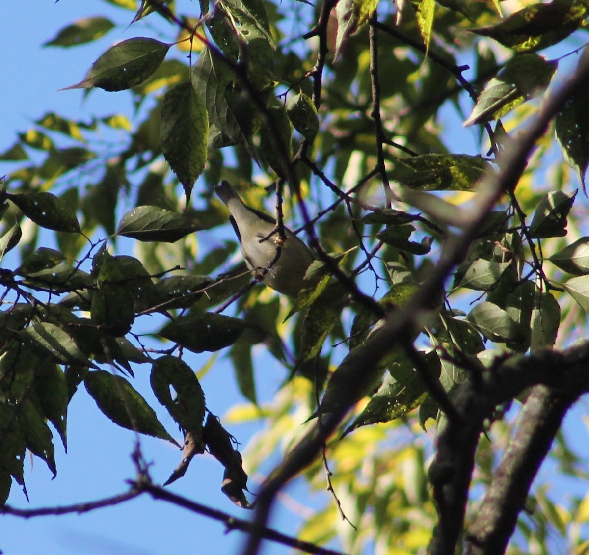 Tennessee Warbler - ML72853431