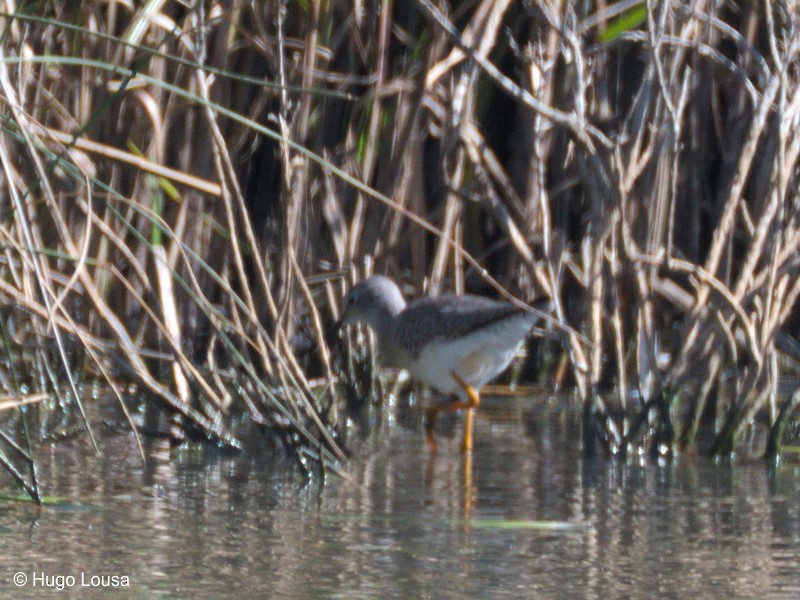 Lesser Yellowlegs - ML72853661