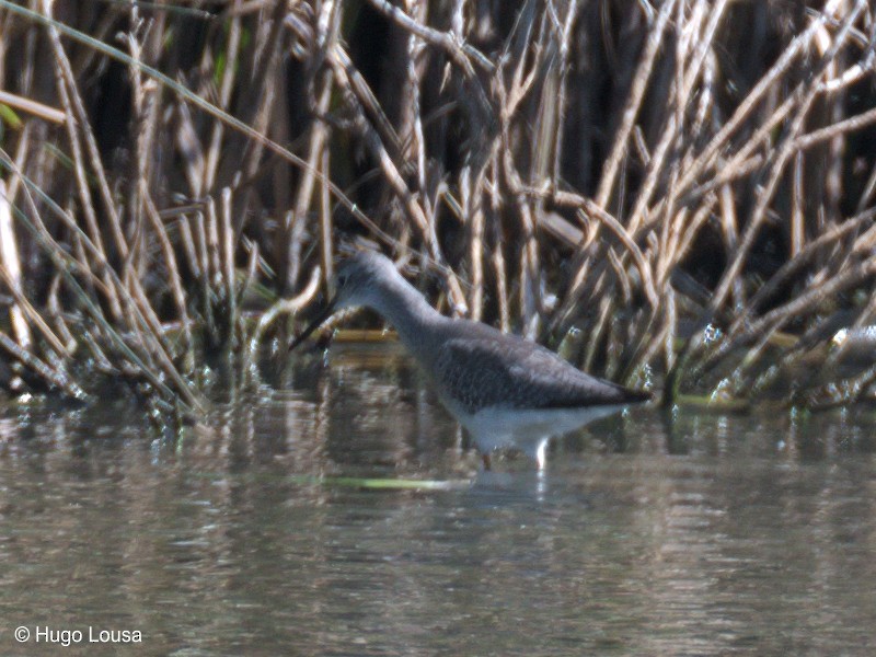 Lesser Yellowlegs - Hugo Lousa