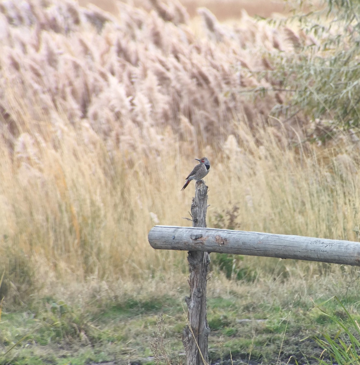 Northern Flicker (Red-shafted) - Stuart Malcolm