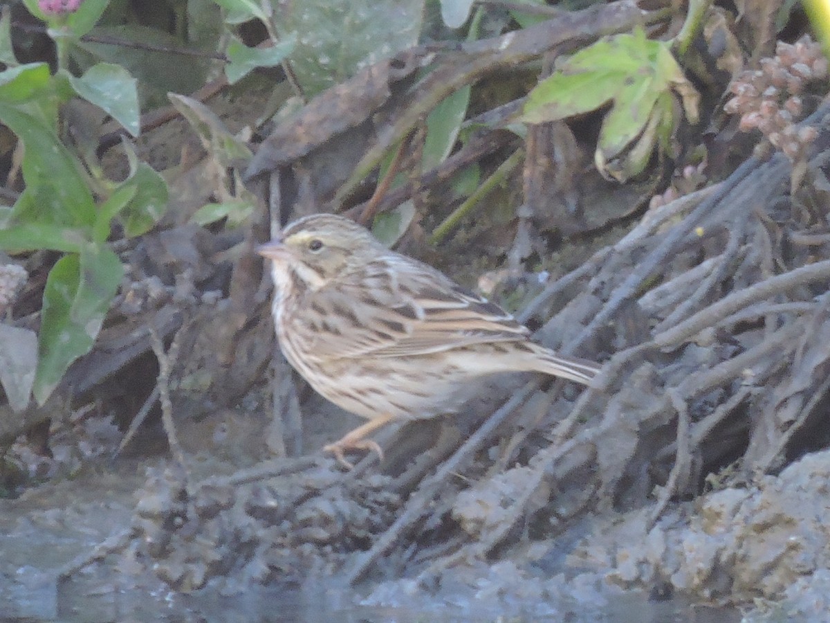 Savannah Sparrow - ML72854751