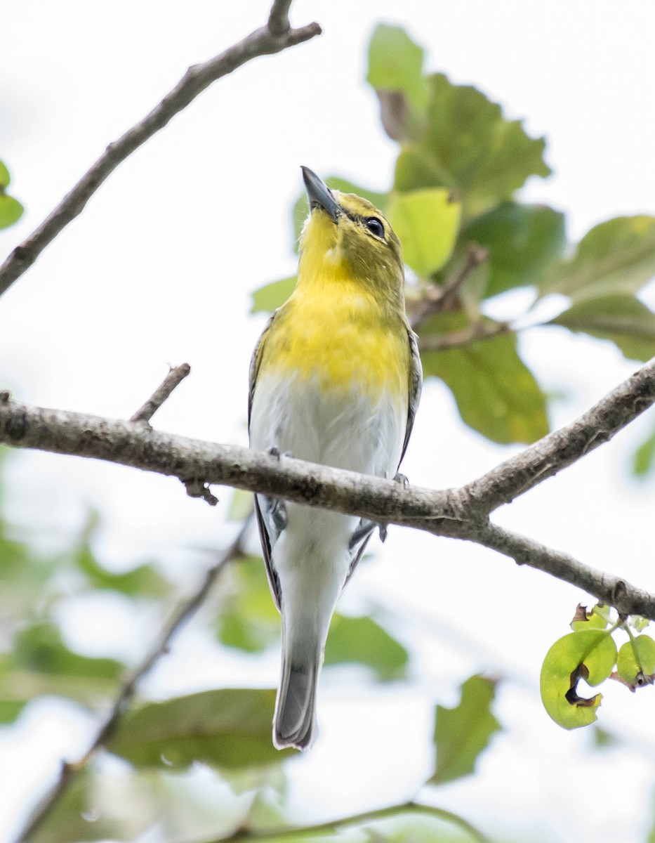 Yellow-throated Vireo - ML72854791