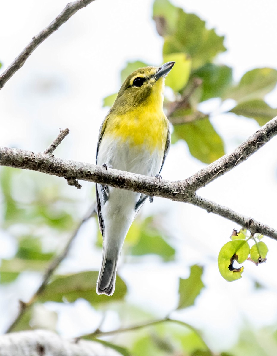 Yellow-throated Vireo - ML72854811
