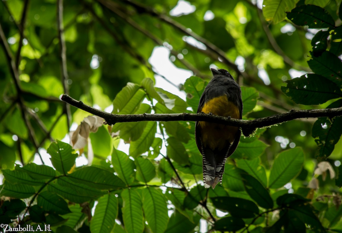 Trogon à queue blanche - ML72855321