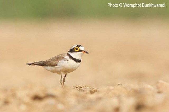 Little Ringed Plover (dubius/jerdoni) - ML728557