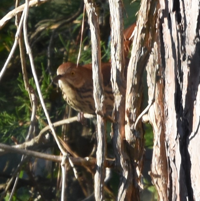 Brown Thrasher - ML72855711