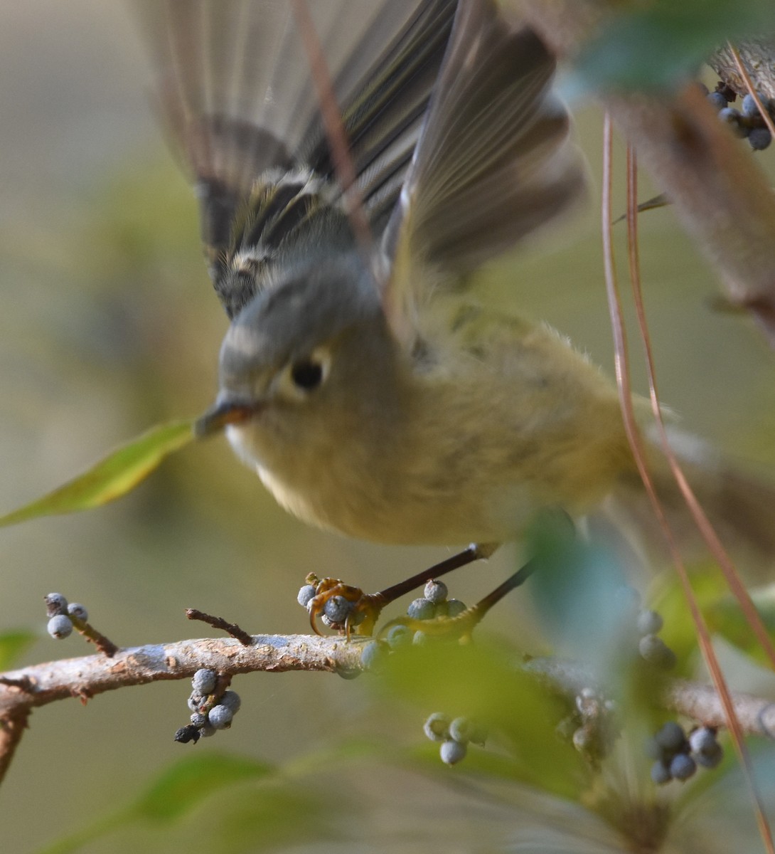 Ruby-crowned Kinglet - ML72855771