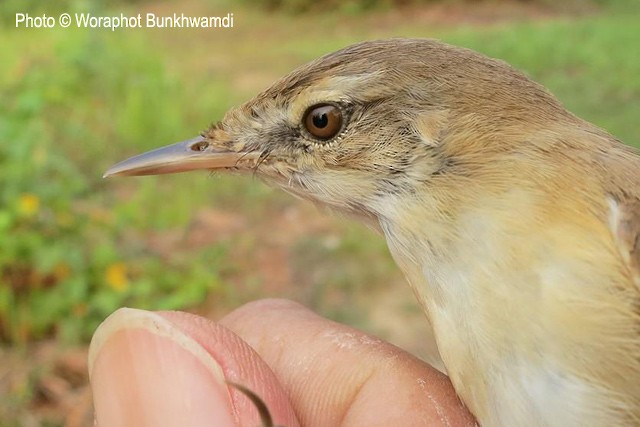 Paddyfield Warbler - ML728571