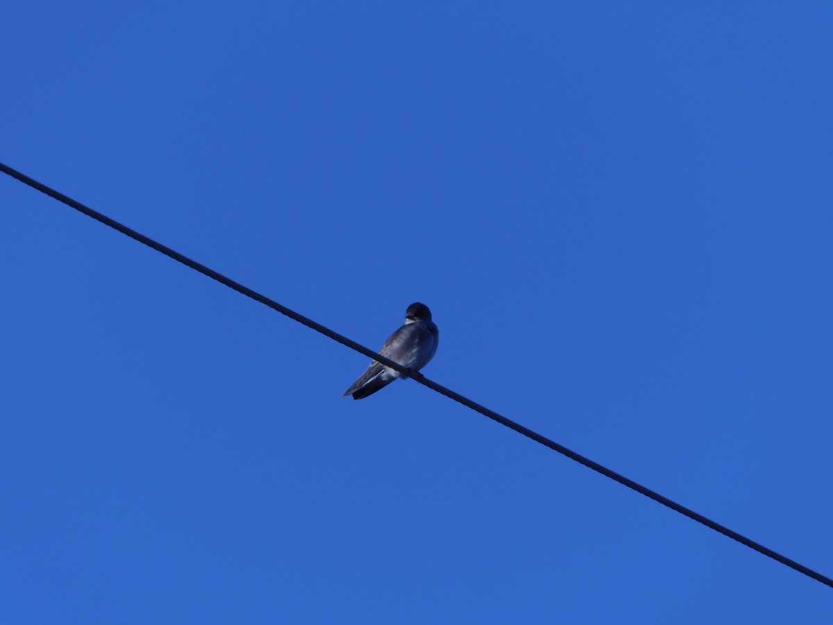 Northern Rough-winged Swallow - ML72857991