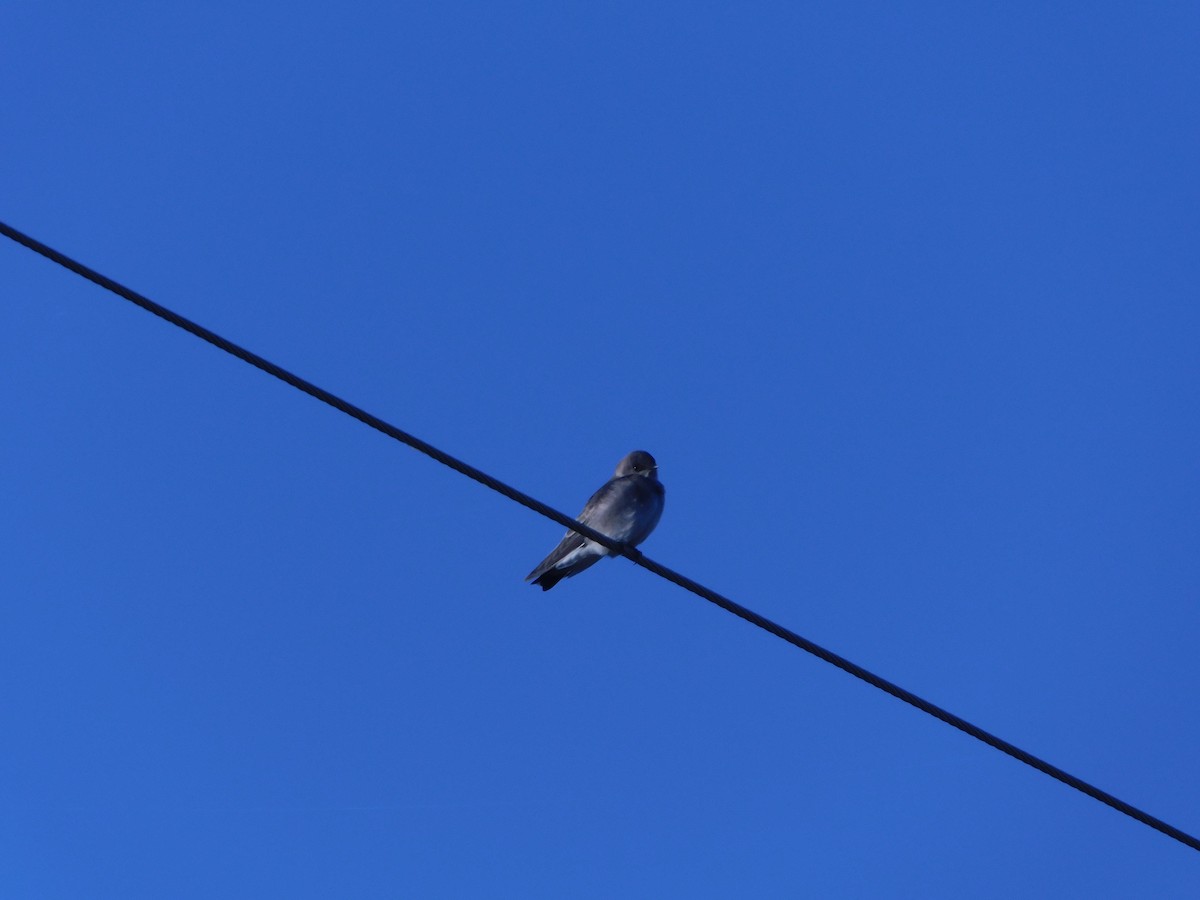 Northern Rough-winged Swallow - ML72858001
