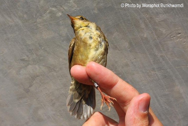 Baikal Bush Warbler - Woraphot Bunkhwamdi