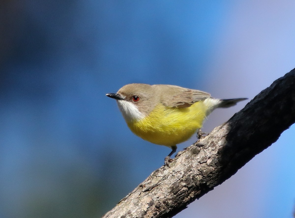 White-throated Gerygone - ML72859591