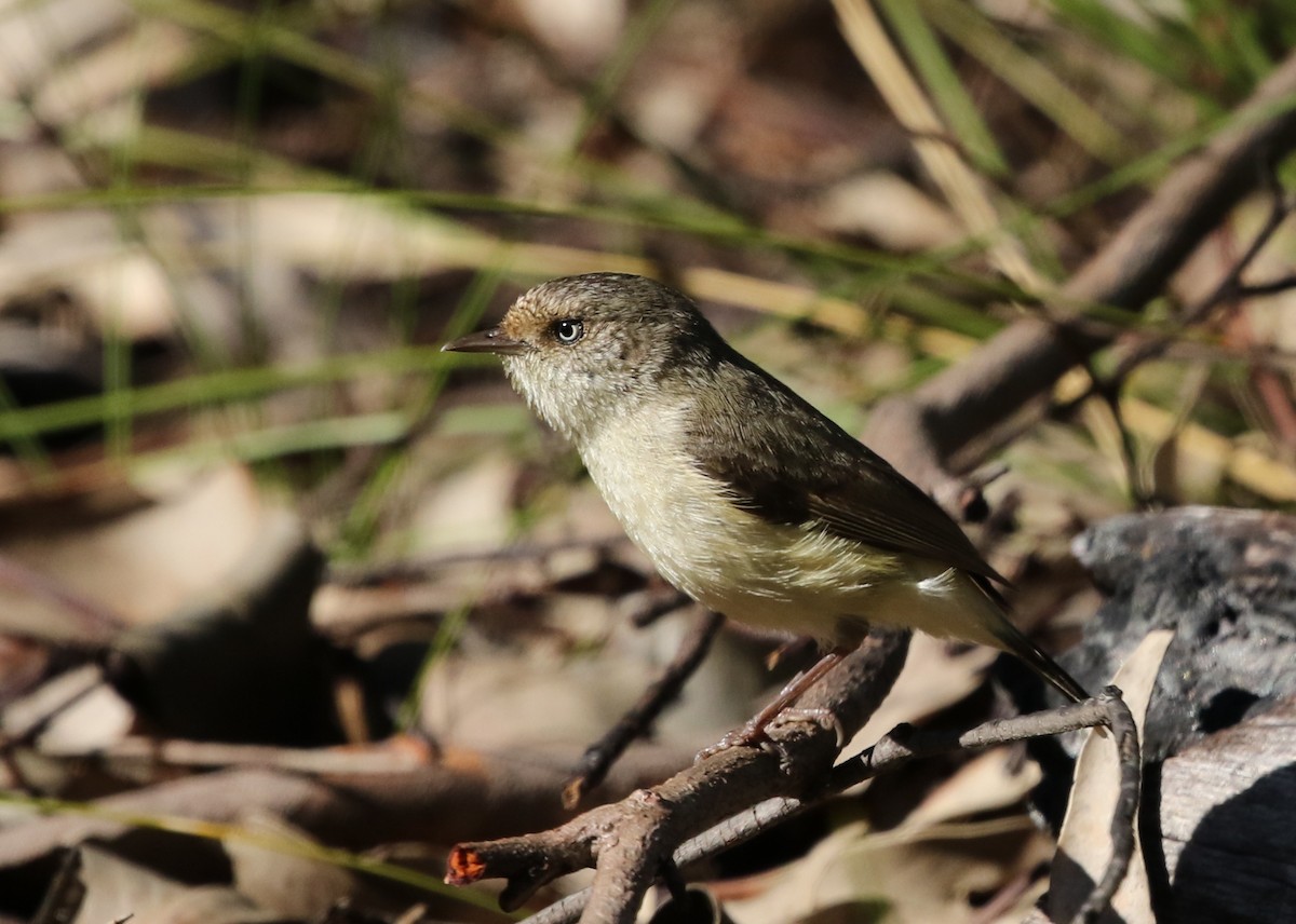 Buff-rumped Thornbill - ML72860231