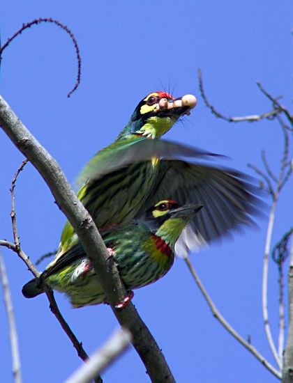 Coppersmith Barbet - ML728612