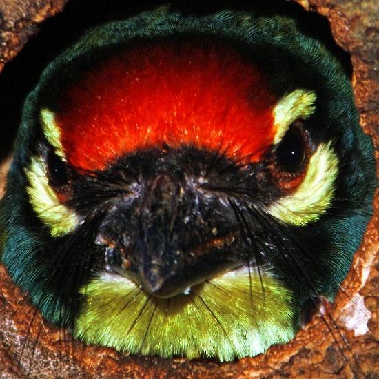 Coppersmith Barbet - ML728613