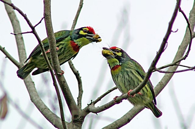 Coppersmith Barbet - ML728614
