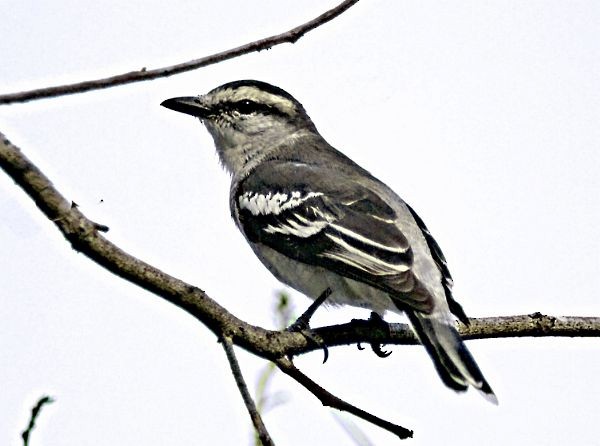 Pied Triller - ML728615