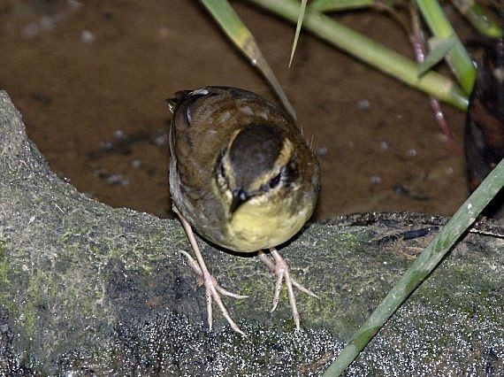 Bornean Stubtail - ML728616