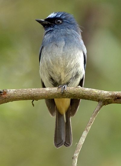 Indigo Flycatcher (Rufous-vented) - ML728617