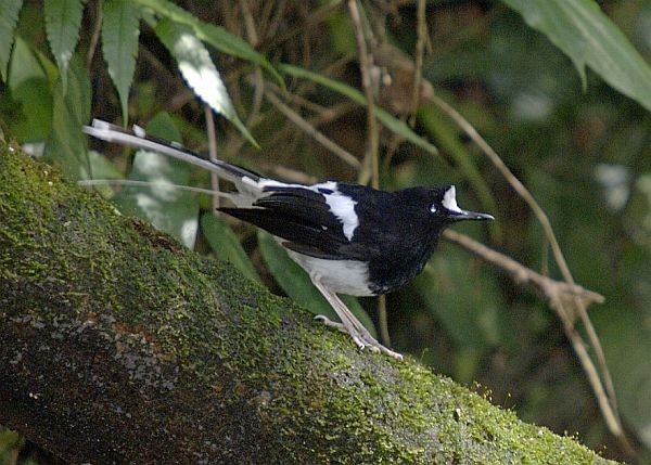 Bornean Forktail - ML728618